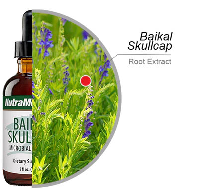 Baikal Skullcap 60 ml